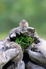 Squirrels on a trunk at Masinagudi Tamilnadu India