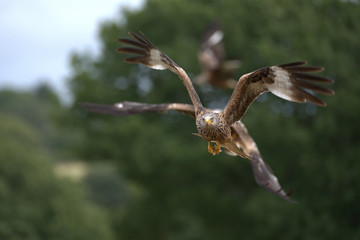  Milvus milvus , Red kite in flight