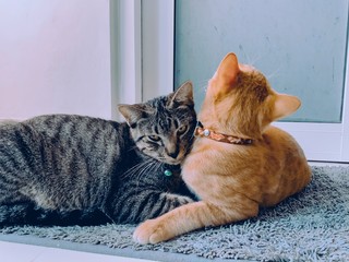 cat and cat