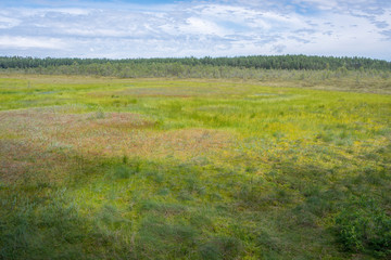 Paysage de tourbière et forêt dans le parc national de Lahemaa, Estonie.