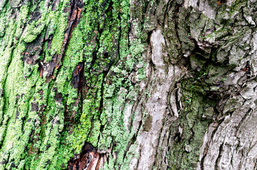 wooden background maple tree trunk with green moss