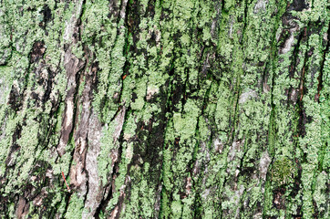 wooden background maple tree trunk with green moss