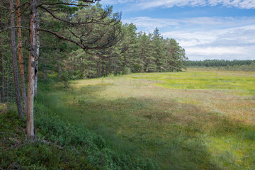 Fototapeta na wymiar Paysage de tourbière et forêt dans le parc national de Lahemaa, Estonie.