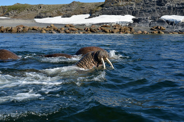 Atlantic walrus, Pechora sea