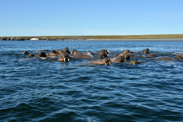 Fototapeta premium Atlantic walrus, Pechora sea
