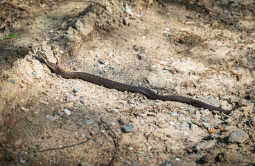 Viper snake at sand road at sunny summer day in Finland