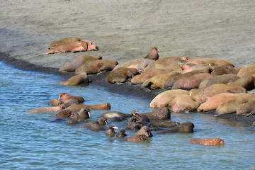 Fototapeta premium Atlantic walrus, Pechora sea