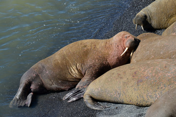 Atlantic walrus, Pechora sea