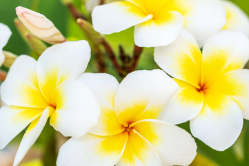 Fototapeta premium Beautiful yellow flowers on the tree. Close up.