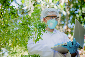 The scientists who have examined the masks and glasses and analyzed the hemp plants signed the...