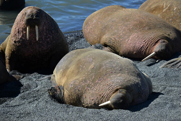 Atlantic walrus, Pechora sea