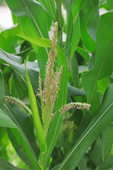 Corn plant in the field, close-up picture