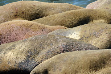 Atlantic walrus, Pechora sea