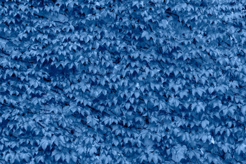 Fototapeta na wymiar Beautiful blue ivy background. Hedera or ivies blue leaves over stone wall for background or mock up.