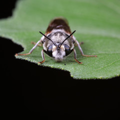 Diptera insects in nature