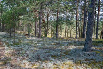Forêt et lichen dans le parc national de Lahemaa, Estonie.