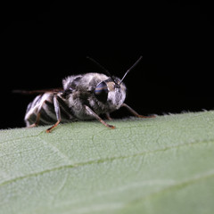 Diptera insects in nature