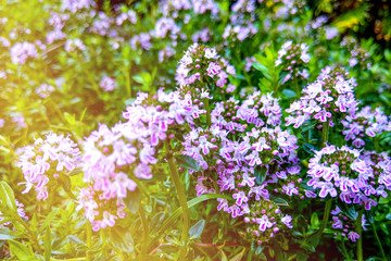 Obraz na płótnie Canvas Thymus pulegioides with lilac pink flowers. Nature