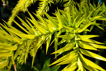 Monkey puzzle tree branch - Latin name - Araucaria araucana.