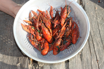 Boiled crayfish in a plate close-up, background, wallpaper
