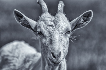 Portrait of a young goat on a chain on the field