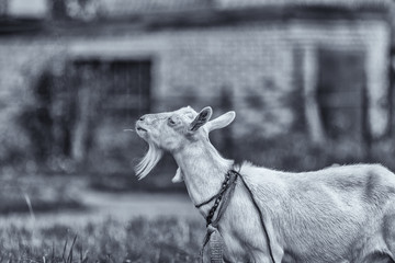 Portrait of a goat on the field. Photographed in black and white style close-up. © shymar27