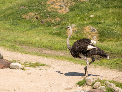Common Ostrich, Struthio camelus, big bird walking outdoors