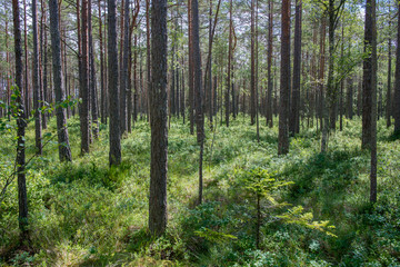 Fototapeta na wymiar Paysage forestier dans le parc national de Lahemaa, Estonie.