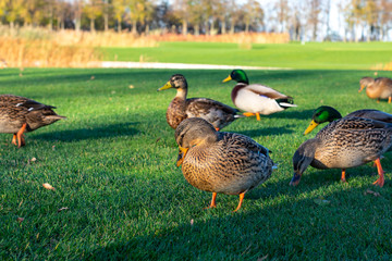 Wild ducks on green grass