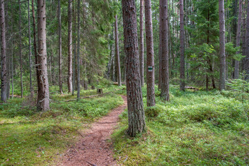 Obraz premium Chemin de randonnée en forêt, dans le parc national de Lahemaa, Estonie.