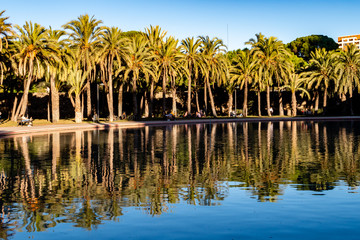 Palmen im Turia Park Valencia