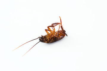 Closeup of a dead cockroach isolated against a pure white background