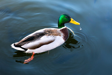 Wild duck swimming in pond