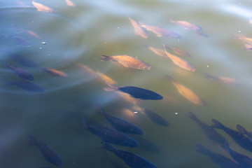 Fototapeta na wymiar Decorative Koi and carp fish in a pond