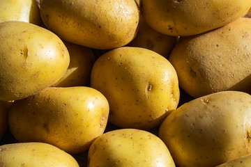 Close-up of whole yellow potatoes in the sunlight. Vegetables, vegetarian and healthy eating. Food ingredients.