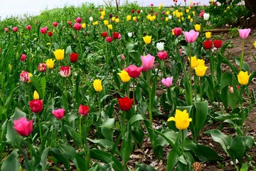 Multi-colored tulips in the park