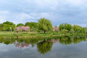 Obraz premium Minimalist garden landscape with willow, plants and grass and pink flowers tree near a lake in a cloudy day in Scotland, United Kingdom, typical garden arrangement, with space for text