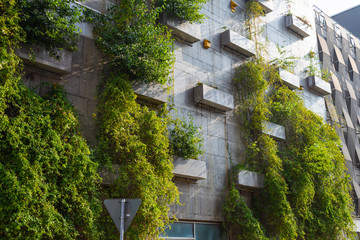 Green plants on a concrete wall. Landscaping of the city. Malmo. Sweden. - obrazy, fototapety, plakaty