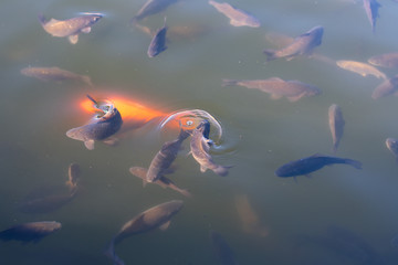 Decorative Koi and carp fish in a pond