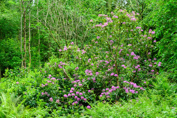 Fototapeta na wymiar Bush of large pink azalea or Rhododendron flowers in a sunny spring garden in Scotland, United Kingdom, beautiful floral landscape and background