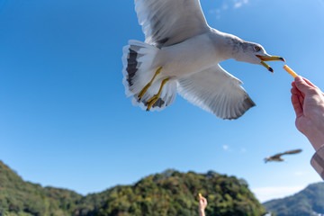 伊根のカモメ