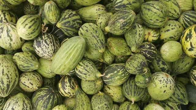 cucumber sales in the market