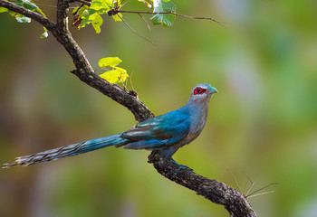 Green-billed Malkoha on a branch on a green background