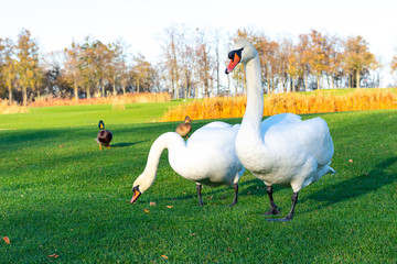 Beautiful white swan