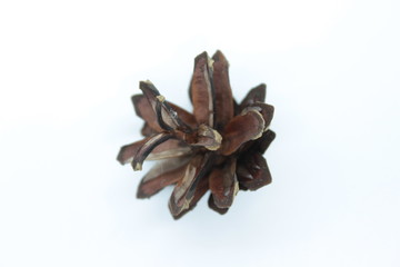 Spruce bump located on a white background