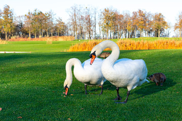 Beautiful white swan