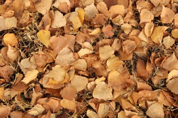 autumn leaves background