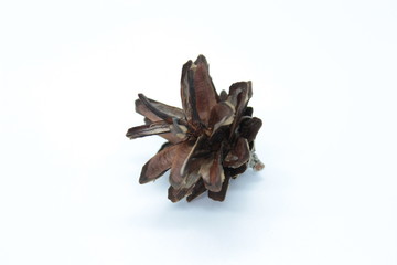 Spruce bump located on a white background