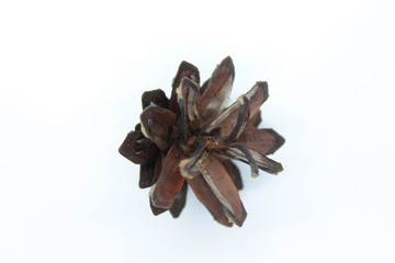 Spruce bump located on a white background