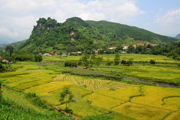 Terraced rice field in Northwest Vietnam